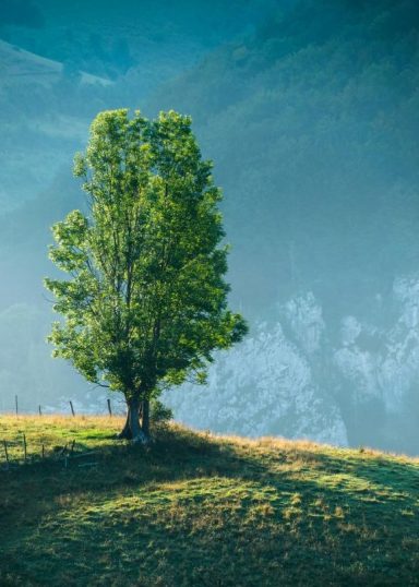 Tree in field
